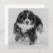 Carte Sennenhund de Berne (Devant / Derrière)