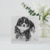 Carte Sennenhund de Berne (Debout devant)