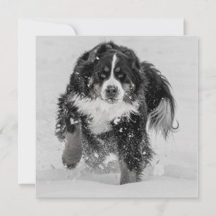 Carte Sennenhund de Berne