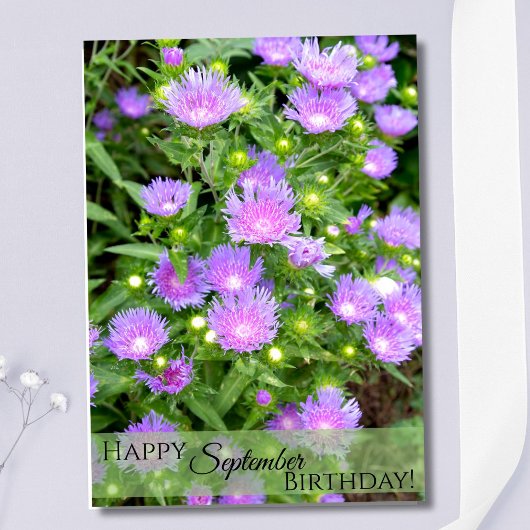 Carte Septembre Fleur de naissance Purple Stoker Asters