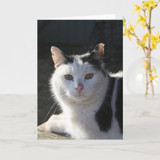 Carte SereneCat (Fleur jaune)