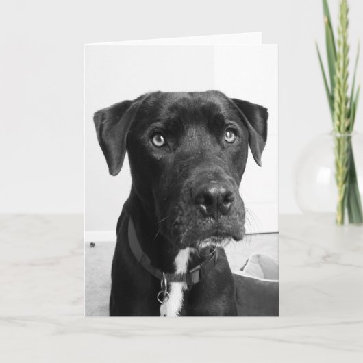 Carte Série de chiens (Devant)