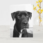 Carte Série de chiens (Fleur jaune)