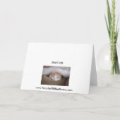 Carte Série de Hilton Head (Dos)