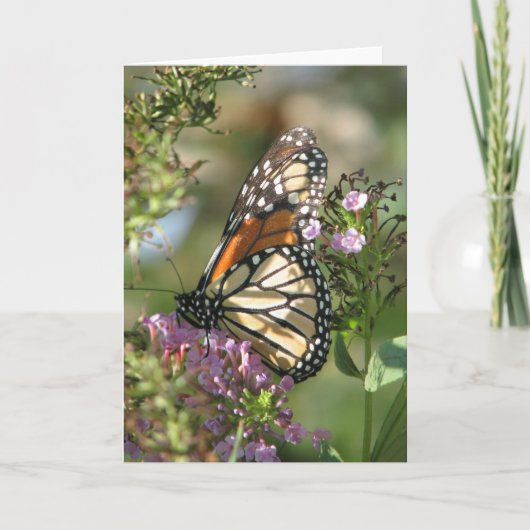 Carte Série de jardin de papillon (Devant)