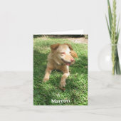 Carte Série précieuse de chien :  Marron (Devant)