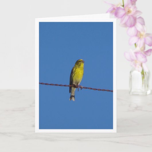 Carte Serin Bird Portrait Card européenne (Orchidée)