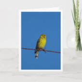 Carte Serin Bird Portrait Card européenne (Devant)