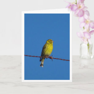 Carte Serin Bird Portrait Card européenne