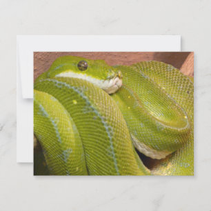 Carte serpent vert