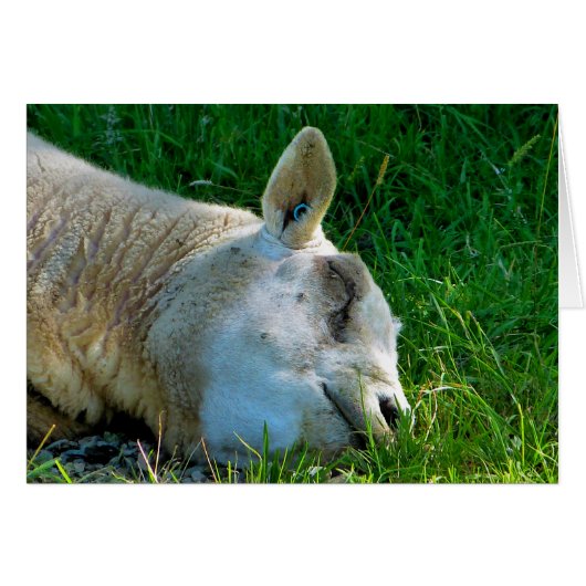 Carte SHEEP (Devant horizontal)