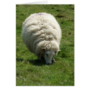 Carte Sheep