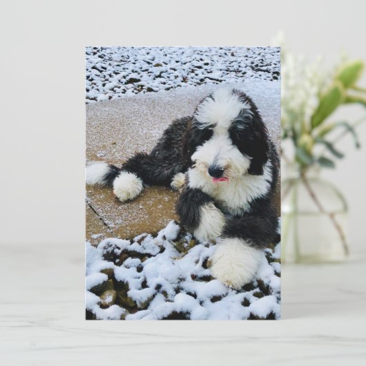 Carte Sheepadoodle (Debout devant)