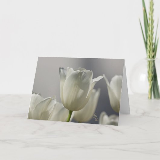Carte Sheer White Spring Tulips Lee Hiller Photographie (Devant)