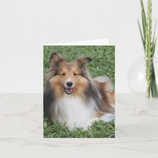 Carte Sheltie (Devant)