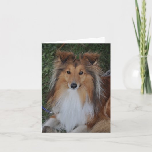 Carte Sheltie Sheepdog (Devant)