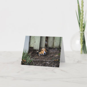 Carte Sheltie Shetland Sheepdog Funny