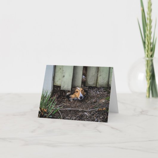 Carte Sheltie Shetland Sheepdog Funny (Devant)