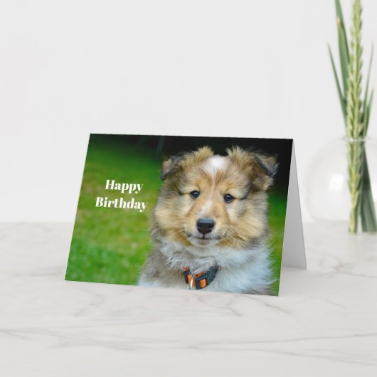 Carte Shetland Sheepdog Cute Photo Anniversaire (Devant)