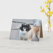 Carte Shih Tzu (Fleur jaune)
