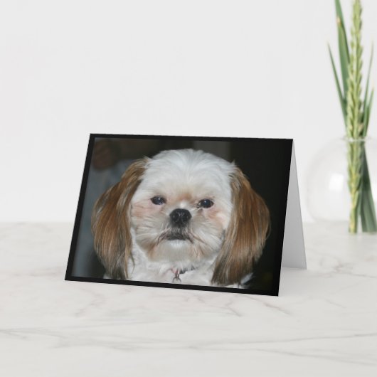 Carte Shih Tzu Vaut Mieux Avoir Un Bon Anniversaire ! (Devant)
