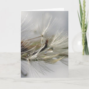 Carte Shimmers de pisser en dandelion d'argent au soleil