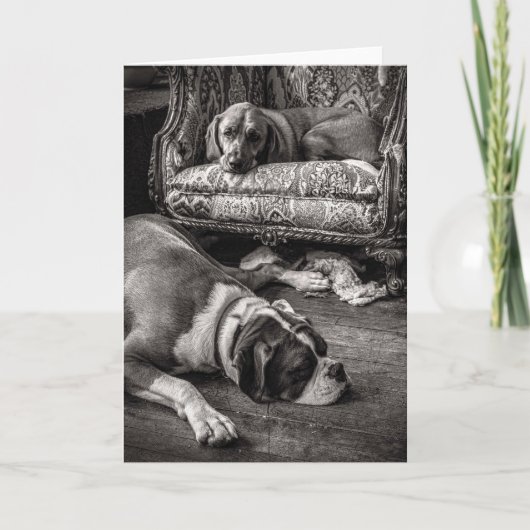 Carte Shop Dogs (Devant)