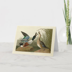 Carte Shoveler Duck - de Audubon's Birds of America