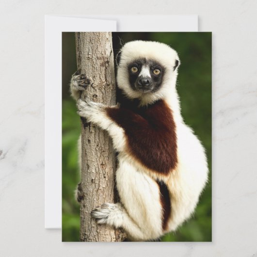 Carte Sifaka Lemur en Forêt de Madagascar, (Devant)