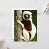 Carte Sifaka Lemur en Forêt de Madagascar, (Devant/Arrière en situation)