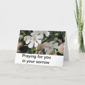 Carte Silènes enflées, les Cornouailles