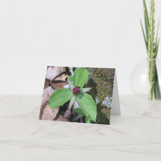 Carte Sillage Robin - customisé