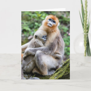 Carte Singe à nez doré avec bébé