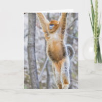 Singe à nez doré se balançant en branche