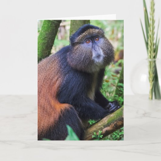 Carte Singe d'or, Rwanda (Devant)