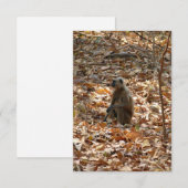 Carte Singe en saison sèche (Devant / Derrière)