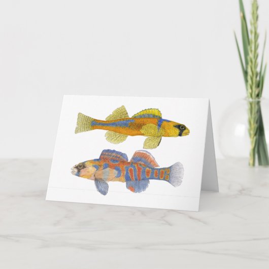 Carte Slackwater et Darters Orange-Throated (Devant)