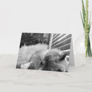 Carte Sleeping Cat, card