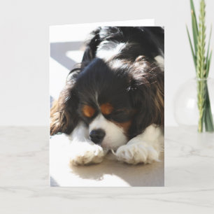 Carte Sleepy Cavalier