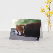 Carte Sleepy Red Panda Photo (Fleur jaune)