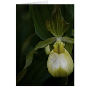 Carte Slipper 2 Jaune