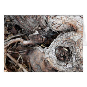 Carte Snake Garder