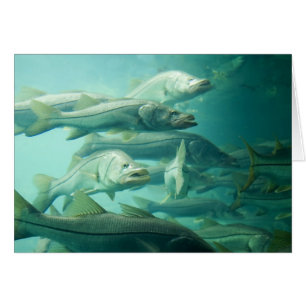 Carte Snook Floride