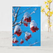 Carte Snow covered rowan berries (Fleur jaune)
