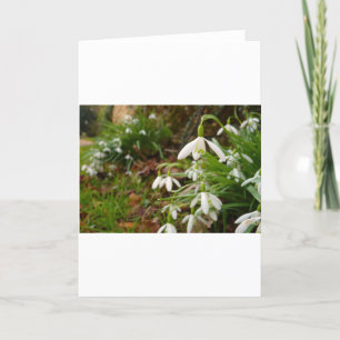 Carte Snow Drops