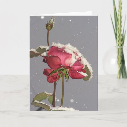 Carte Snow Rose (Devant)