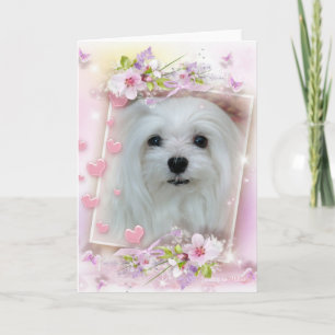 Carte Snowdrop the Maltese Birthday/Greeting Card