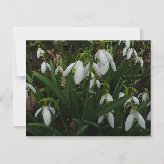 Carte Snowdrops I (Devant)