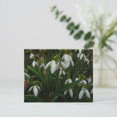Carte Snowdrops I (Debout devant)