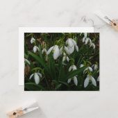 Carte Snowdrops I (Devant/Arrière en situation)